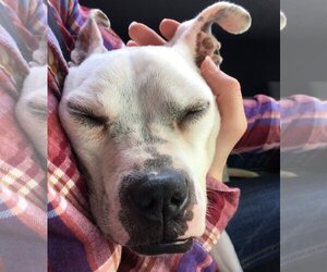 Marlee (Forever Foster) - Female Bullboxer Pit Dog for Adoption - Photo #8