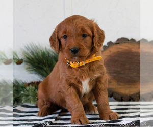 Goldendoodle Puppy for sale in LITITZ, PA, USA