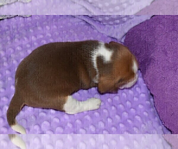 Medium Photo #11 Beagle Puppy For Sale in REASNOR, IA, USA