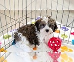 Small Photo #7 Havashire Puppy For Sale in ORO VALLEY, AZ, USA