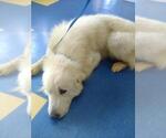 Small #1 Great Pyrenees