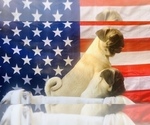 Small Photo #1 Pug Puppy For Sale in CANTON, CT, USA