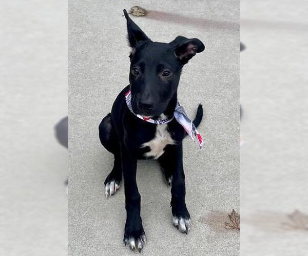 Medium Photo #1 American Pit Bull Terrier-Labrador Retriever Mix Puppy For Sale in Tulsa, OK, USA