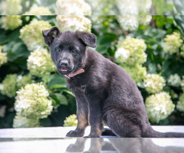 Medium Photo #2 German Shepherd Dog Puppy For Sale in WILLOW STREET, PA, USA