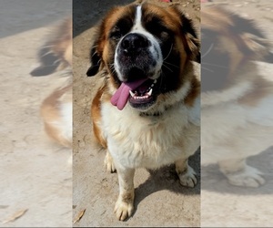 Father of the Saint Bernard puppies born on 07/25/2025