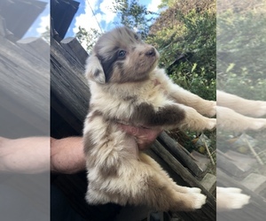 Australian Shepherd Puppy for sale in JONESVILLE, VA, USA