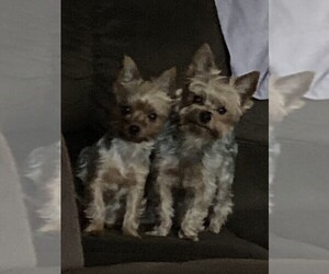 Father of the Yorkshire Terrier puppies born on 07/20/2026