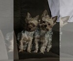 Small Photo #1 Yorkshire Terrier Puppy For Sale in CHIPPEWA FALLS, WI, USA