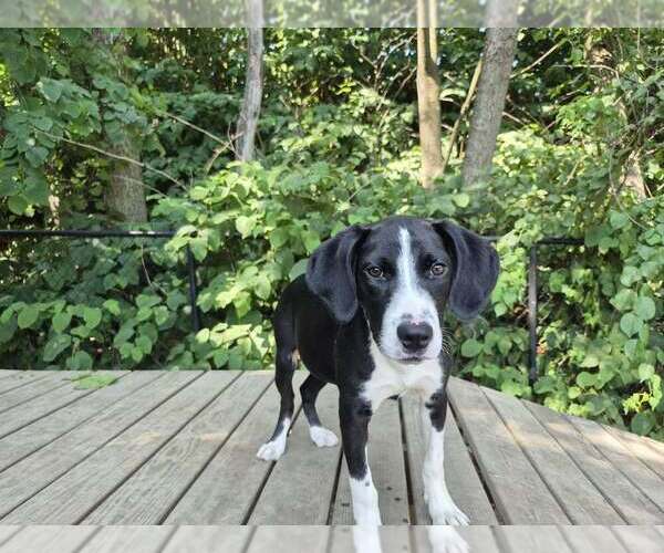 Medium Photo #4 Mutt Puppy For Sale in Elmsford, NY, USA