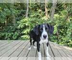 Small #3 Mutt