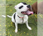 Small #1 American Pit Bull Terrier Mix