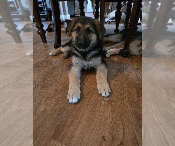 Medium Photo #2 German Shepherd Dog Puppy For Sale in LAKE CITY, FL, USA