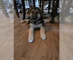 Small #1 German Shepherd Dog