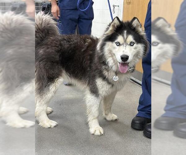 Medium Photo #1 Siberian Husky Puppy For Sale in Forestville, MD, USA