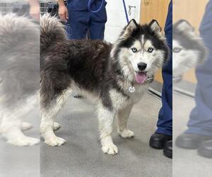 Siberian Husky Dogs for adoption in Forestville, MD, USA