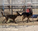Small #3 German Shepherd Dog Mix