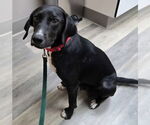 Small #1 Beagle Mix