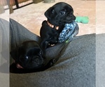 Puppy Teddy Frenchie Pug