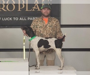 Mother of the German Shorthaired Pointer puppies born on 07/04/2025
