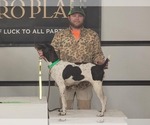 Small Photo #1 German Shorthaired Pointer Puppy For Sale in EDENTON, NC, USA