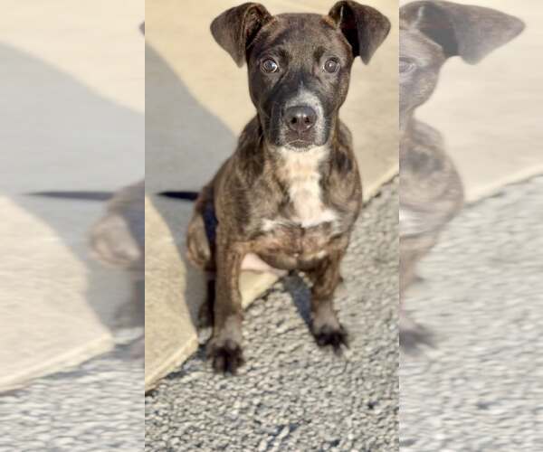 Medium Photo #3 Mountain Cur-Unknown Mix Puppy For Sale in Westwood, NJ, USA