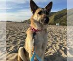 Small #2 German Shepherd Dog