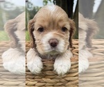 Small Photo #15 Cocker Spaniel Puppy For Sale in ALFORD, FL, USA