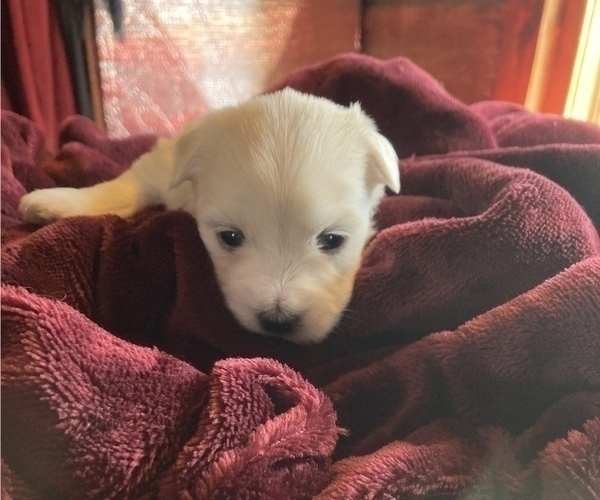 Medium Photo #2 Coton de Tulear Puppy For Sale in RUBICON, WI, USA