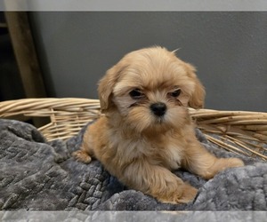 Shih Tzu Puppy for sale in CARLYLE, IL, USA