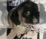 Small #2 Puggle