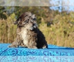 Small #6 ShihPoo