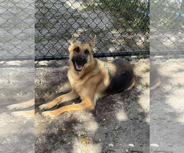 Medium Photo #6 German Shepherd Dog Puppy For Sale in Plantation, FL, USA