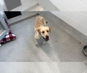 Labrador Retriever Dogs for adoption in Fort Collins, CO, USA