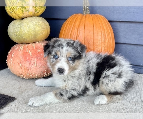 Medium Photo #1 Australian Shepherd Puppy For Sale in LODA, IL, USA