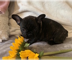 Small Photo #3 French Bulldog Puppy For Sale in CHARLESTON, SC, USA