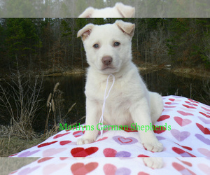 German Shepherd Dog Puppy for sale in PIEDMONT, MO, USA