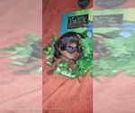 Small Photo #338 Yorkshire Terrier Puppy For Sale in AKRON, OH, USA
