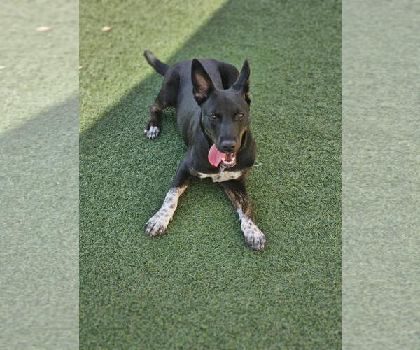 Medium Photo #15 Mutt Puppy For Sale in Rockwall, TX, USA