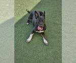 Small #14 Mutt