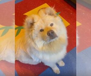 Chow Chow Puppy for sale in LOS ANGELES, CA, USA