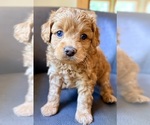 Small Cavapoo (Miniature)
