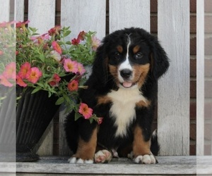 Bernese Mountain Dog Puppy for sale in FREDERICKSBURG, OH, USA