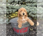 Small #1 Goldendoodle (Miniature)