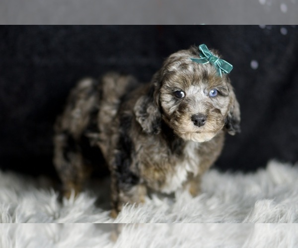 Medium Photo #3 Poodle (Toy) Puppy For Sale in WARSAW, IN, USA