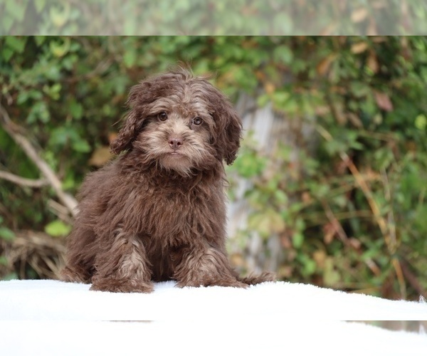 Medium Photo #3 ShihPoo Puppy For Sale in DYERSBURG, TN, USA