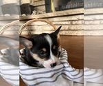 Puppy Lil Winston Pembroke Welsh Corgi