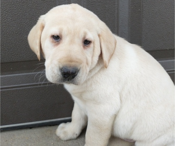Medium Photo #2 Labrador Retriever Puppy For Sale in SOUTH WAYNE, WI, USA