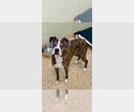 Small #2 Boxer
