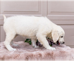 Small #5 English Cream Golden Retriever