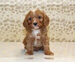Small #2 Cavapoo